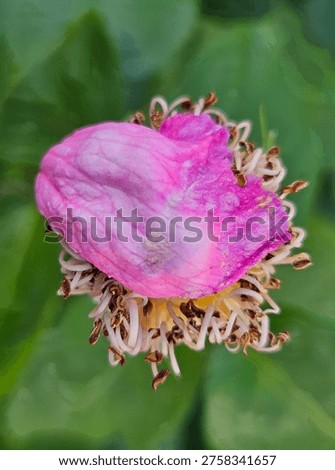 A rose but perhaps more
