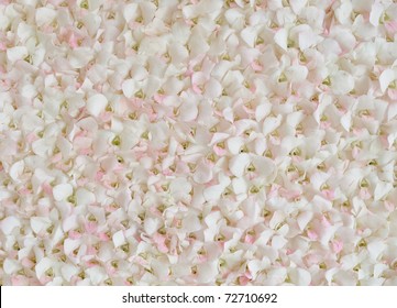 Rose petal background. For the background text