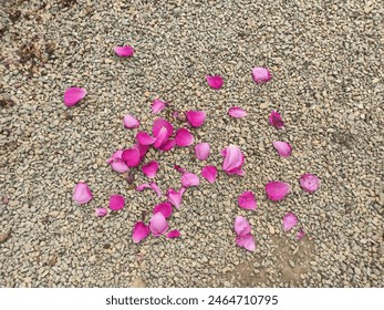 Rose petals falling on the gravel floor - Powered by Shutterstock