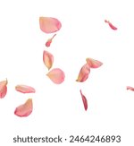 Rose petals flying together on a white background.