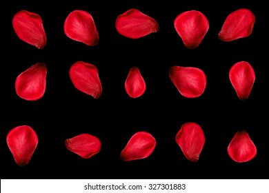 rose petals isolated on the black background.