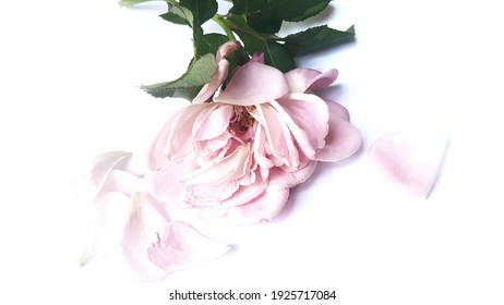 Petale De Rose Blanche Images Stock Photos Vectors Shutterstock