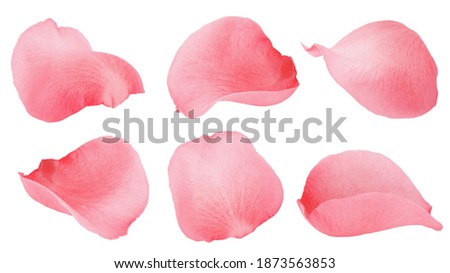 Rose petals, isolated on white background, clipping path, full depth of field