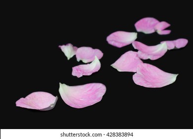 Rose Petals On A Black Background