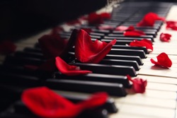 Rose Petals On Piano Keys