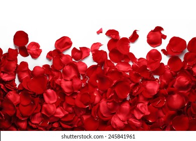 Rose petals on white ground - Shutterstock ID 245841961