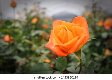 Rose Of Petals Of Strong Orange Color Cultivated In Ecuador, Of Fine Aroma, Export Product.