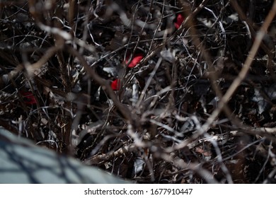 Rose Petals In A Thorny Thicket