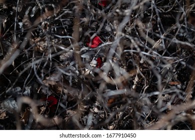 Rose Petals In A Thorny Thicket