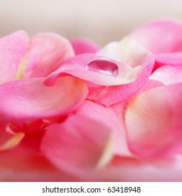 Rose Petals With Water Drops In Close-up