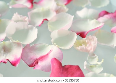 Rose Petals In Water. Spa Moments