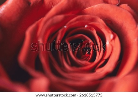 Rose petals and zoom or closeup pictures of red roses with dew drops 