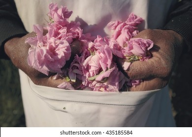 Rose picker hands hold rose flowers in front of apron