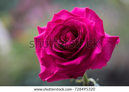 Rose Ping Floyd 