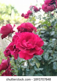 薔薇園 の画像 写真素材 ベクター画像 Shutterstock