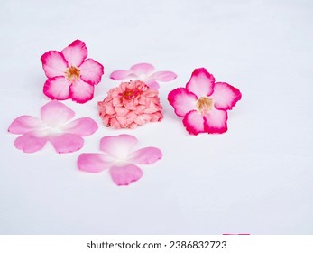Rose pinkrose with dew on the petals and pink rose petals and adenium flowers are placed on a white background. It looks very beautiful.
