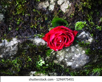 Rose Placed Within Dry Stone Wall, Peak District
 