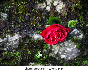 Rose Placed Within Dry Stone Wall, Peak District
 