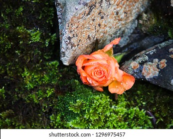 Rose Placed Within Dry Stone Wall, Peak District
 