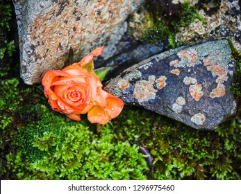 Rose Placed Within Dry Stone Wall, Peak District
 