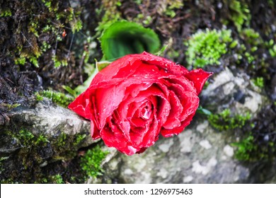 Rose Placed Within Dry Stone Wall, Peak District
 