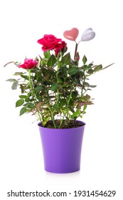 Rose Plant In Pot Isolated On White Background