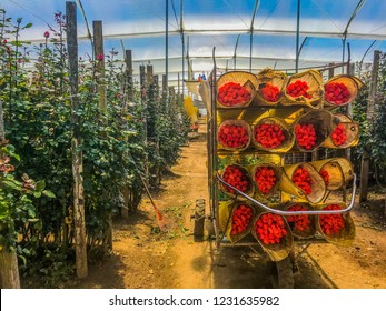 Rose Plantation In Ecuador