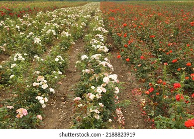 Rose Plantation. Growing Roses For Seedlings. Rose Farm.