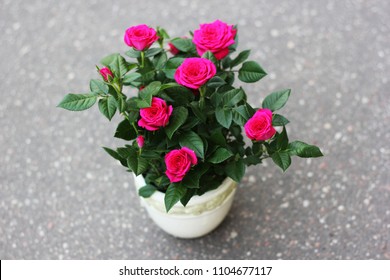 Rose In A Pot