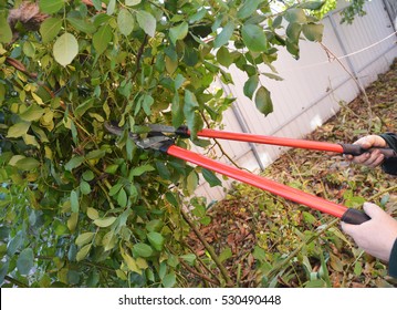 Rose Pruning In Late Autumn. Prune Climbing Roses. 