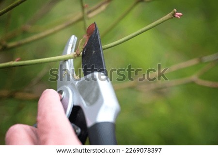 Rose pruning in spring, cutting a twig above a shoot bud with pruning shears, seasonal gardening, natural green background, copy space, selected focus, narrow depth of field