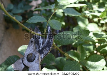 Rose pruning in spring, cutting a twig with pruning shears, seasonal gardening. Work in the garden in spring. Gardener pruning roses in the garden. 
