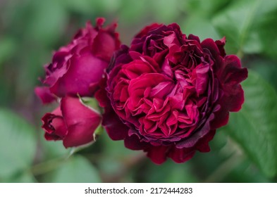 Rose Purple Red English William Shakespeare Shrub Garden Flowers. Summer Floral Photo.