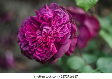 Rose Purple Red English William Shakespeare Shrub Garden Flowers. Summer Floral Photo.