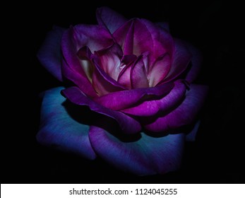 The rose queen of the garden at night
