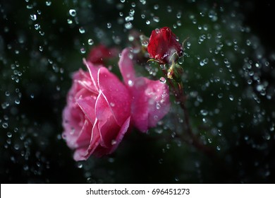 1000 Rose Raining Stock Images Photos Vectors Shutterstock