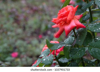 rose and raindrops, bright red, gorgeous shape and sparkling drops