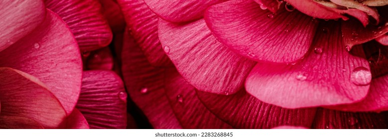 Rose Ranunculus flower petals, closeup. Persian buttercup rose bloom, close up, macro. Beautiful Holiday bloom backdrop. Botanical banner print background. 