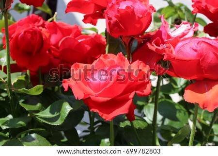Rose red