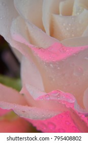 rose with red backlight 