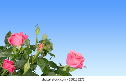 Rose, Red, Flower. - Shutterstock ID 288165272