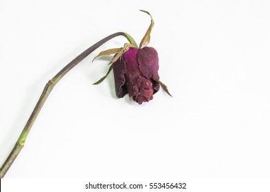 Rose red flower is dry isolated white background