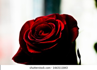 Rose Red On A Light Background, Maximum Exposure.