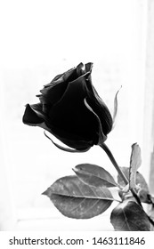 Rose Red On A Light Background, Maximum Exposure. Black And White Photo.