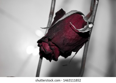Rose Red On A Light Background, Maximum Exposure. 