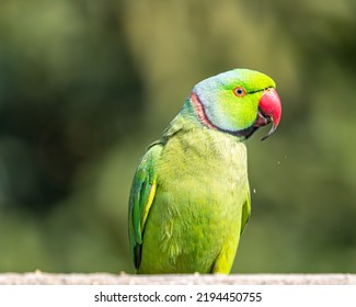 A Rose Ring Parakeet Portrait With A Sweet Look