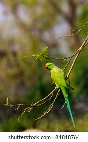 Rose Ringed Parakeet