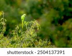 Rose ringed Parakeet on top of the tree