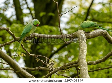 Rose ringed parakeet, ring necked parakeet, Indian ringneck parrot now wild and feral breeding in Amsterdam in all the parks and trees