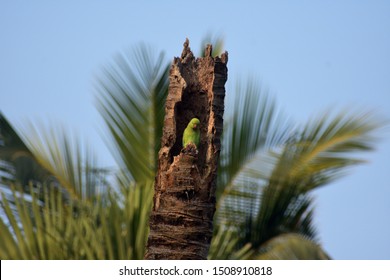 A Rose Ringed Parakeet Is Seating On A Dead Coconut Tree .